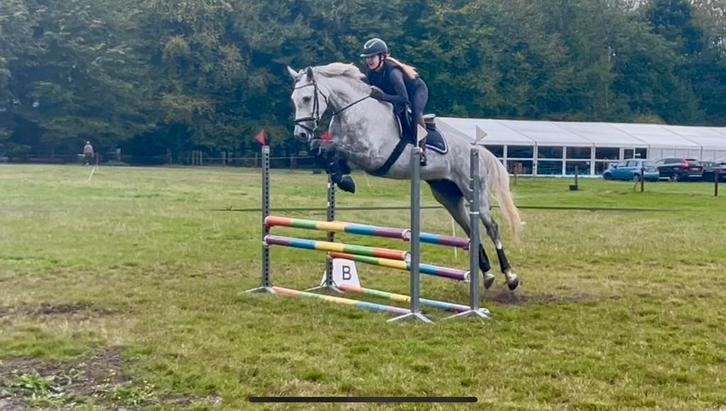 Bijrijder gezocht jong springpaard, Dieren en Toebehoren, Stalling en Weidegang