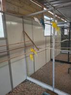 Halsbandparkieten, diverse kleuren, Meerdere dieren, Parkiet, Geringd