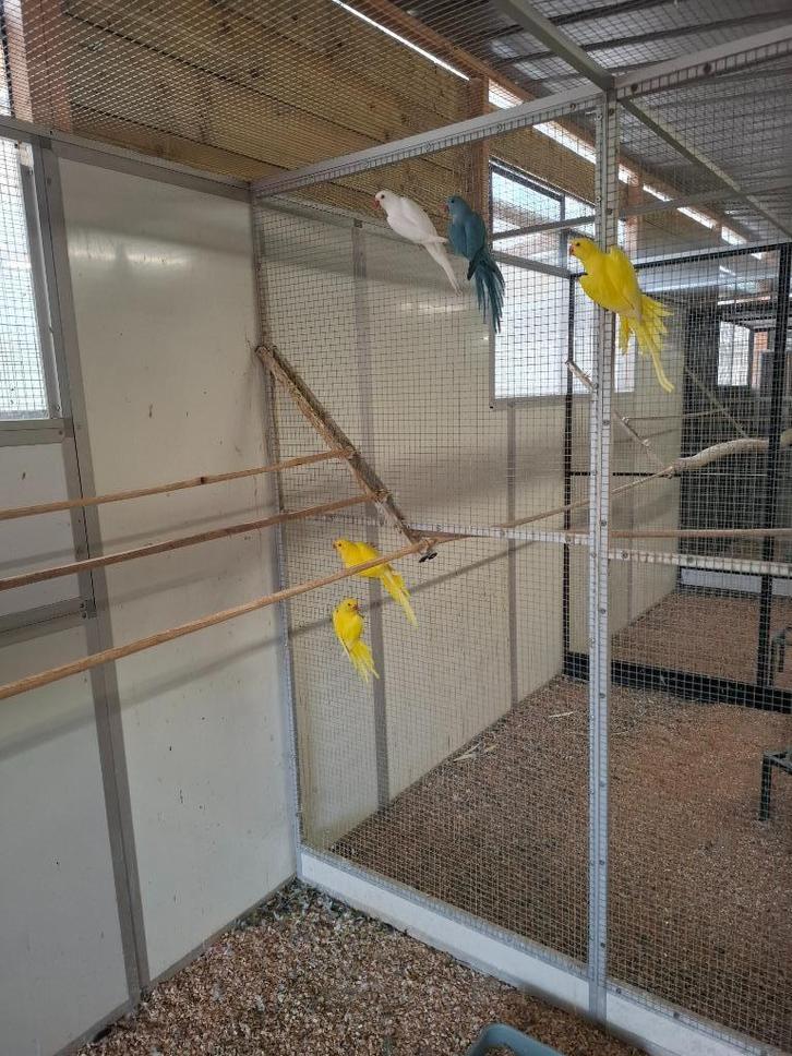 Halsbandparkieten, diverse kleuren, Dieren en Toebehoren, Vogels | Parkieten en Papegaaien, Parkiet, Meerdere dieren, Geringd