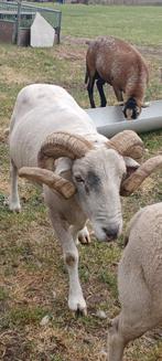 Wiltshire Horn dekram, Mannelijk, Schaap