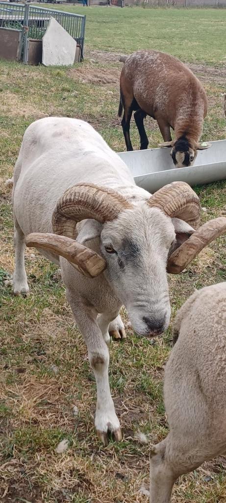 Wiltshire Horn dekram, Dieren en Toebehoren, Schapen, Geiten en Varkens, Schaap, Mannelijk