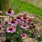 Echinacea / Zonnehoed plantjes, Ophalen, Zomer, Overige soorten, Volle zon