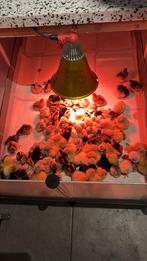 Raszuivere kuikens, Ophalen of Verzenden, Zo goed als nieuw