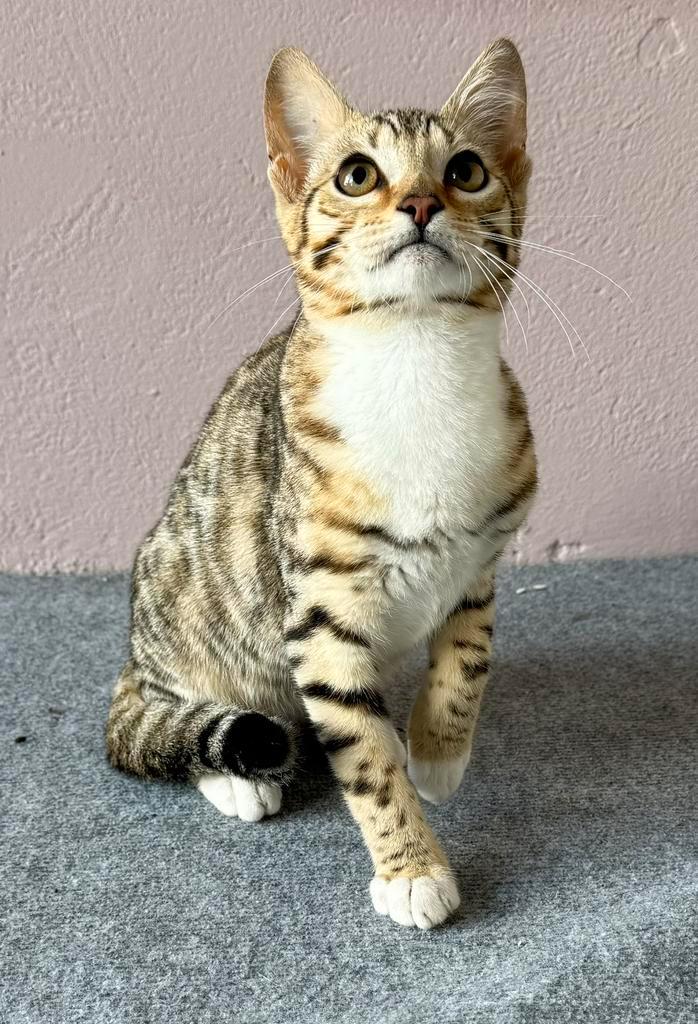 Bengaal mix kittens, Dieren en Toebehoren, Katten en Kittens | Raskatten | Korthaar, Meerdere dieren, 0 tot 2 jaar, Ontwormd, Ingeënt