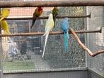Kweekkoppel halsbanden, Dieren en Toebehoren, Vogels | Parkieten en Papegaaien, Meerdere dieren, Parkiet