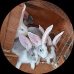 Jonge Vlaamse reuzen, Meerdere dieren, Groot, 0 tot 2 jaar