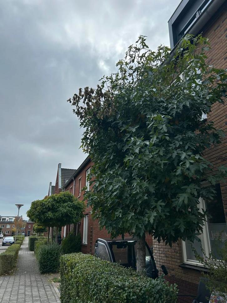 Amber Leiboom - lei boom Prachtige Blikvanger voor uw Tuin!, Tuin en Terras, Planten | Bomen, Leiboom, 250 tot 400 cm, Volle zon