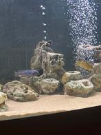 Malawi vissen 30euro, Dieren en Toebehoren, Vis