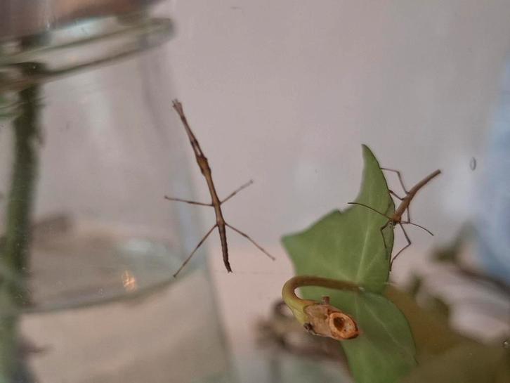 Wandelende takken (nimfen), Dieren en Toebehoren, Insecten en Spinnen