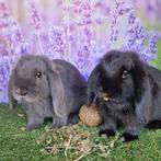 Koppeltje hangoorkonijntjes te koop, Dieren en Toebehoren, Konijnen, Meerdere dieren, Klein, Hangoor, 0 tot 2 jaar
