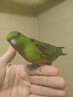 Handtamme catharina parkiet 2025 Limburg België, Vrouwelijk, Parkiet, Geringd