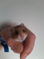 Nestje baby syrische/goudhamsters (langharig), Dieren en Toebehoren, Knaagdieren, Meerdere dieren, Hamster, Voor 1 juli 2024, Tam