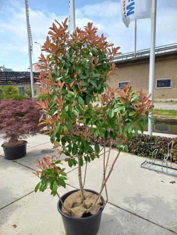 meerstammige Photinoa en Elaeagnus beschikbaar voor biedingen