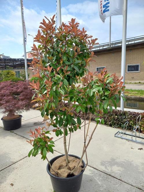 meerstammige Photinoa en Elaeagnus, Tuin en Terras, Planten | Bomen, Overige soorten, Halfschaduw, Zomer, Ophalen