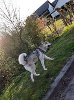 Gouden mand gezocht, Dieren en Toebehoren, Honden | Poolhonden, Keeshonden en Oertypen, Reu, Poolhond, Eén hond, 3 tot 5 jaar