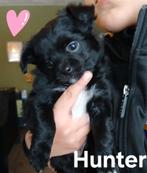 Pomchi chihuahua x chihuahua pups, Dieren en Toebehoren, Honden | Chihuahua's en Gezelschapshonden, Reu, 8 tot 15 weken, Meerdere