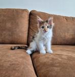 Mooi Maine coon poesje beschikbaar, Dieren en Toebehoren, Poes, Gechipt, 0 tot 2 jaar