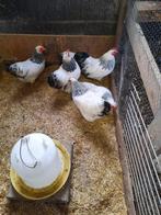 Broedeieren van wit zwart columbia Plymouth Rock krielen., Dieren en Toebehoren, Geslacht onbekend, Kip