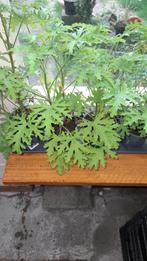Citroengeranium, Huis en Inrichting, Kamerplanten, Overige soorten, Minder dan 100 cm, Volle zon, Ophalen