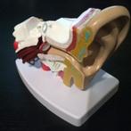 oor menselijk model - anatomie, Ophalen of Verzenden, Nieuw