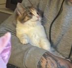 Speelse kitten, Dieren en Toebehoren, Katten en Kittens | Overige Katten, Poes