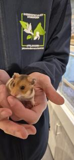 Syrische hamsters super lief en super tam., Dieren en Toebehoren, Hamster, November, Meerdere dieren, Tam