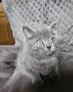 Prachtige kittens. Blauwe Rus/Britse korthaar, Dieren en Toebehoren, Katten en Kittens | Overige Katten, Meerdere dieren, Kortharig
