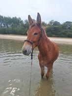 Lieve muildier ruin / muilezel, Dieren en Toebehoren, Paarden, Ruin, Recreatiepaard