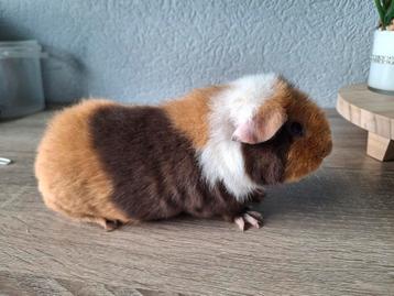 GEZOCHT *** US TEDDY OF GLADHAAR 2/3 KLEUR beschikbaar voor biedingen