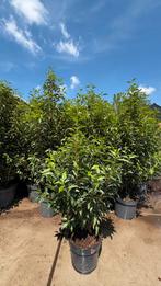 Prunus lusitanica ‘Angustifolia’ haagplanten in pot, Ophalen of Verzenden, Laurier, Minder dan 100 cm
