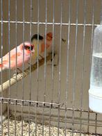 Harlekijn kanaries, Meerdere dieren, Kleurkanarie