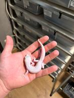 1.0 (Ms/ss) (g/sg) diablo blanco luipaardgekko, Hagedis