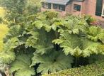 De echte grote gunnera manicata goed geworteld in grote, Bodembedekkers, Volle zon, Vaste plant, Ophalen of Verzenden