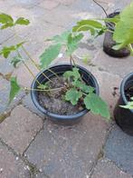 Meerdere anemoon stekken rose, Volle zon, Vaste plant, Zomer, Ophalen