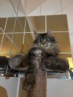 Maine coone poes, Poes