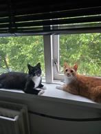 2 leuke lieve katers te koop, Dieren en Toebehoren, Kater, Kortharig, 0 tot 2 jaar