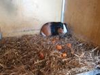 Te koop mannelijke cavia, Dieren en Toebehoren, Knaagdieren, November, Mannelijk, Cavia