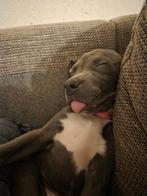 Noa, Parvo, 15 weken tot 1 jaar, Overige rassen, Teef