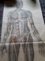 ANATOMISCHE ORANJE KRUIS SCHOOLPLAAT 170X64, Antiek en Kunst, Ophalen of Verzenden