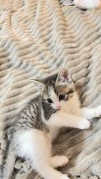 Kitten te koop, Dieren en Toebehoren, Katten en Kittens | Raskatten | Korthaar
