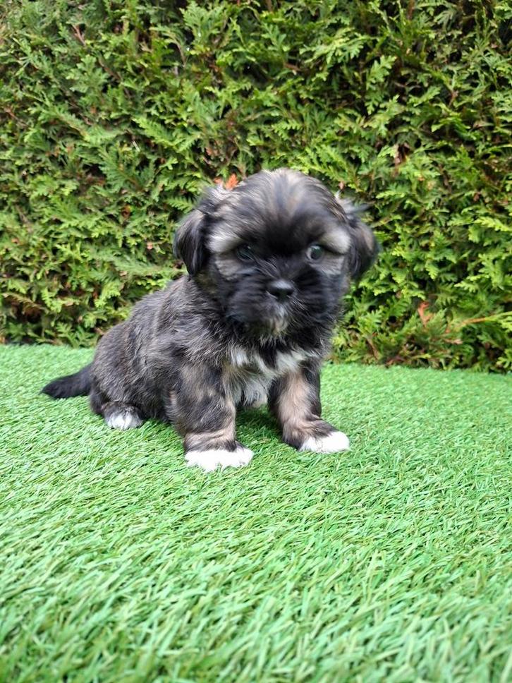 .zeer mooie speelse boomer pups., Dieren en Toebehoren, Honden | Chihuahua's en Gezelschapshonden, Meerdere dieren, Overige rassen