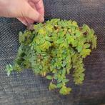 Begonia foliosa miniata, Huis en Inrichting, Kamerplanten, Ophalen of Verzenden, Halfschaduw, Minder dan 100 cm