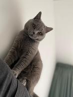 Britse Korthaar, Dieren en Toebehoren, Katten en Kittens | Raskatten | Korthaar, Kater, Gechipt
