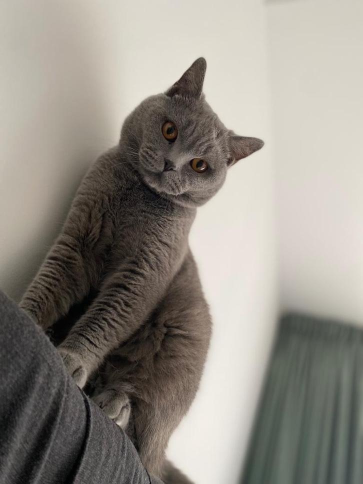 Britse Korthaar, Dieren en Toebehoren, Katten en Kittens | Raskatten | Korthaar, Kater, Gechipt