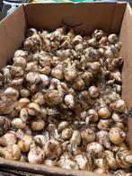 Narcis Tête-à-Tête Bollen, Tuin en Terras, Ophalen of Verzenden, Najaar, Volle zon, Bloembol