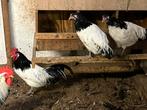 Lakenvelder kippen te koop!, Dieren en Toebehoren, Meerdere dieren, Kip