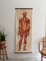 Antieke anatomische wantkaart, Ferdinand Schreibers ca. 1880, Ophalen of Verzenden, Natuur en Biologie