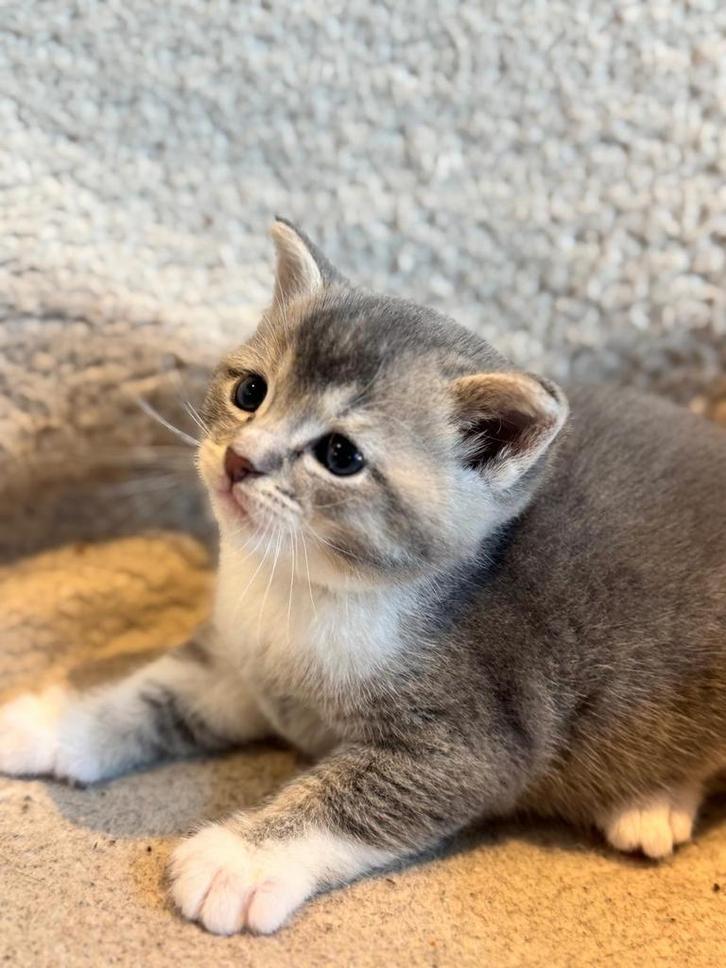 Prachtige Britse Korthaar kittens, Dieren en Toebehoren, Katten en Kittens | Overige Katten, Kortharig, Meerdere dieren, 0 tot 2 jaar