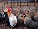 Hollandse krielkippen | Parmantige kippen | Deskundig advies, Kip, Meerdere dieren