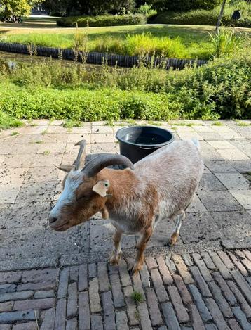 Goed huis gezocht voor deze twee gecastreerde bokken beschikbaar voor biedingen
